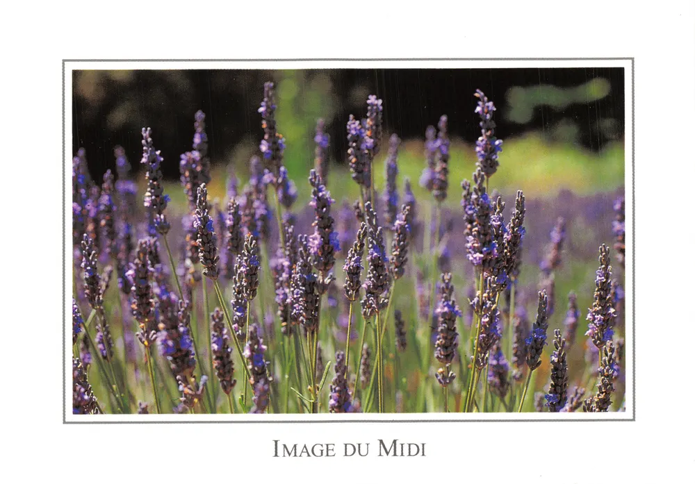 Lavendelveld — dichtbij beeld — Image du Midi - Voorkant