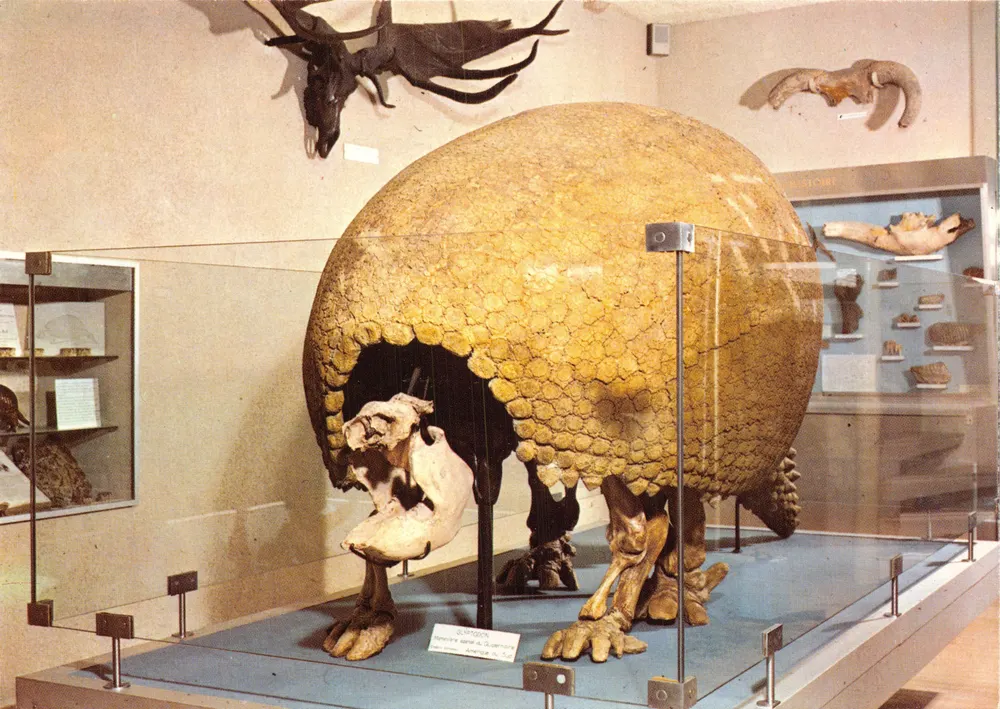 Glyptodon — Nachbildung eines fossilen Edentaten — Musée d'Histoire Naturelle de DIJON - Vorderseite