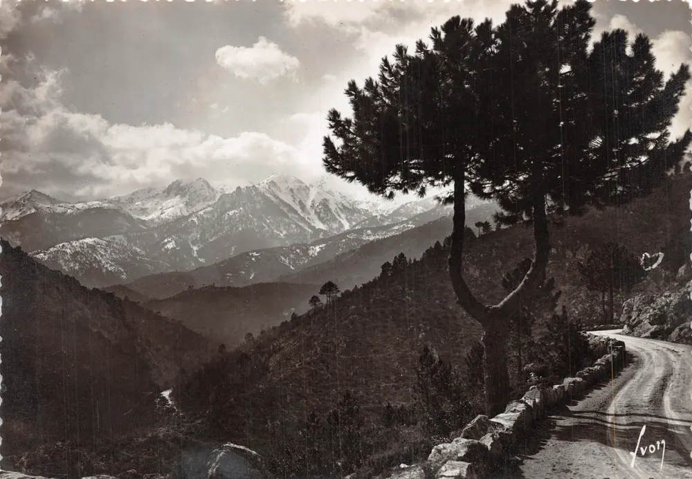 Ansicht der schneebedeckten Berge — windungsreiche Straße am Rand eines Kiefernbaumes — Verlag Ivon - Vorderseite