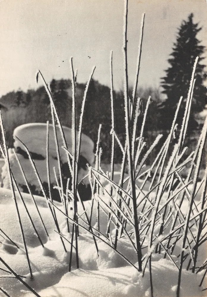 Paysage d'hiver — prairie enneigée avec brindilles gelées — Éditions Pierre Lambert S.A. - Recto