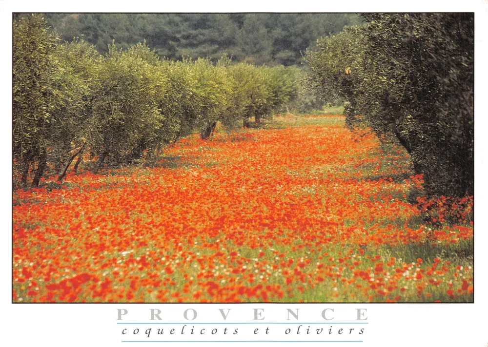 Provence — Mohnblumen und Olivenbäume — Gesellschaft AJAX, n° 9617 - Vorderseite