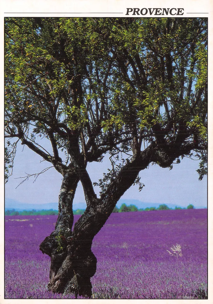 Einzelner Baum in einem Lavendelfeld — Provence — Verlag Sté PEC, Seriennummer 6106 - Vorderseite