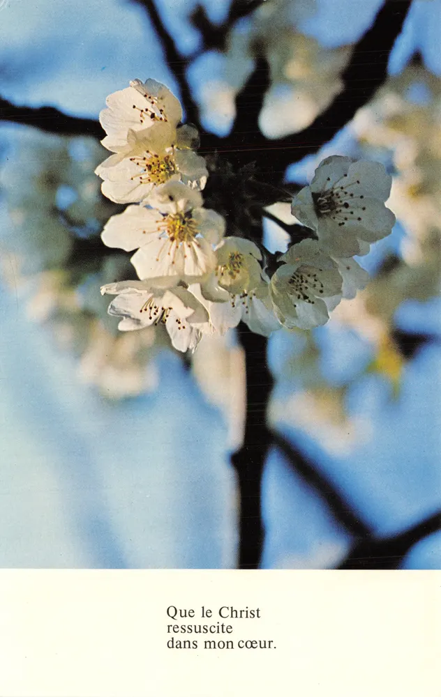 Fleurs de cerisier — scène printanière — Éditeurs Médiaspaul, n° CP 111 - Recto