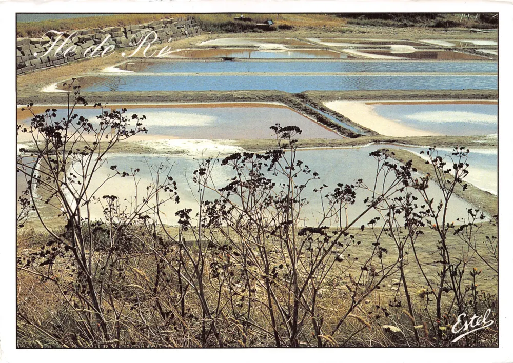 Île de Ré — Salins — Éditeur Estel - आगे