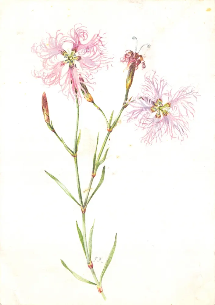 Blüte des Dianthus — botanisches Zeichnung — Pia Roshardt, Genf - Vorderseite