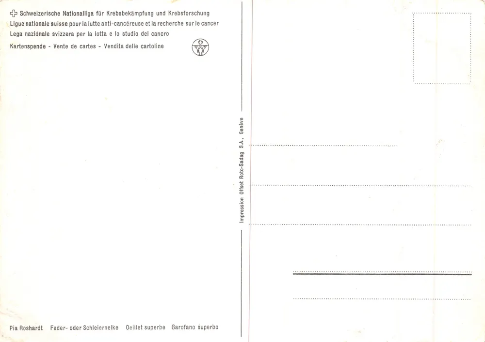 Blüte des Dianthus — botanisches Zeichnung — Pia Roshardt, Genf - Rückseite