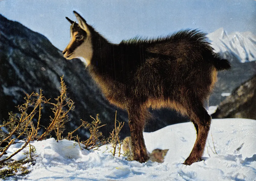 Gémeaux — chamois dans la neige — éditeur Meerkämper, Davos - Frente