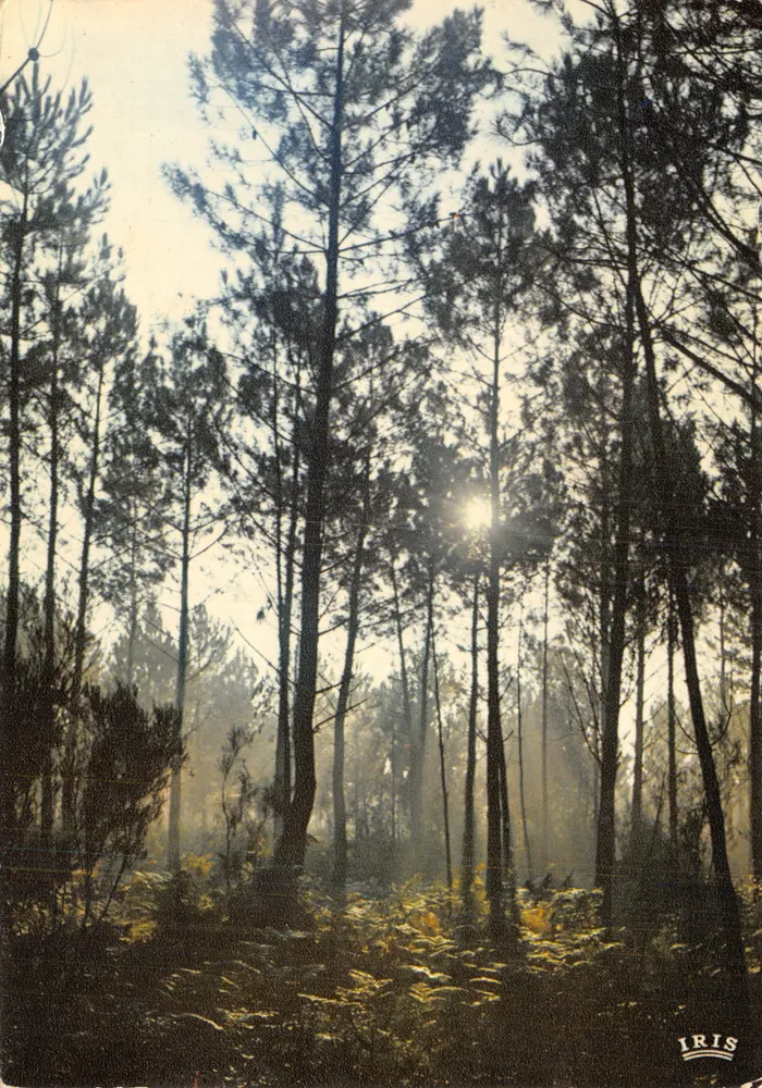 Forêt de pins — soleil levant dans la brume — éditeur IRIS - आगे