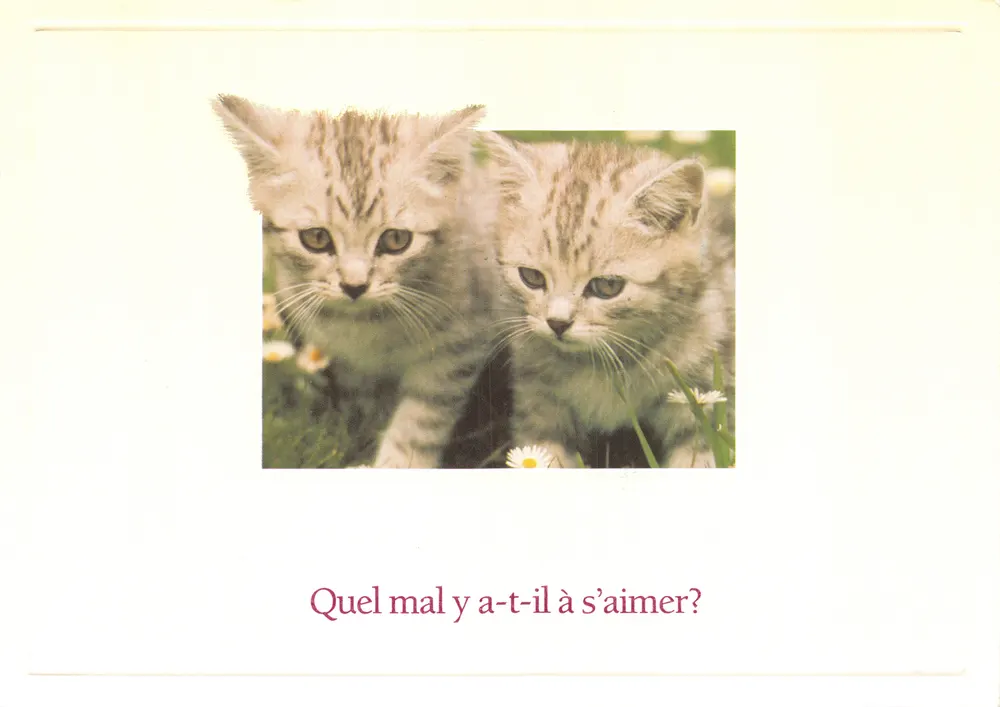 Deux chatons — dans un pré fleuri — Connections, n° 002504 - 앞면