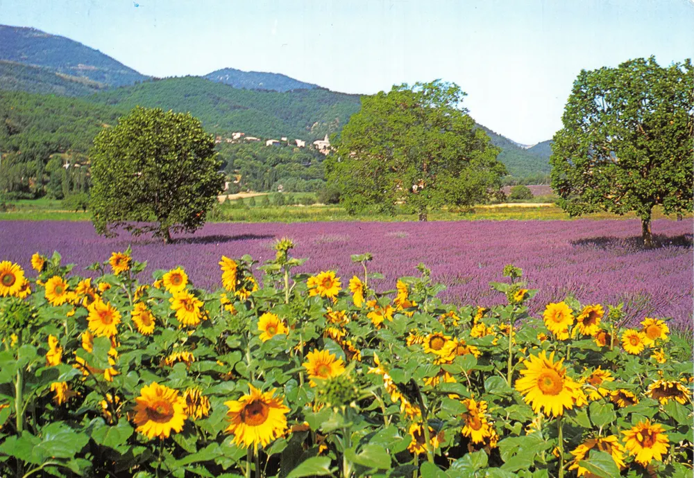 Sonnenblumen und Lavendelfeld — Éditions de Provence G.A.L. n° 4830 - Vorderseite