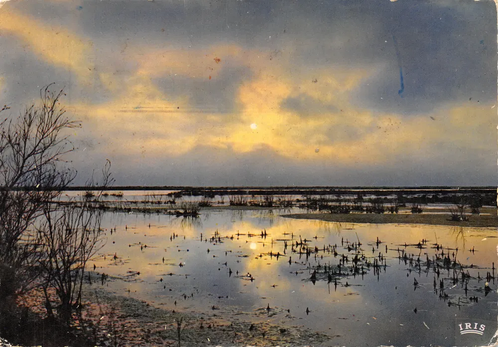 Camargue — paysage de roseaux au coucher de soleil — éditeur IRIS - Recto