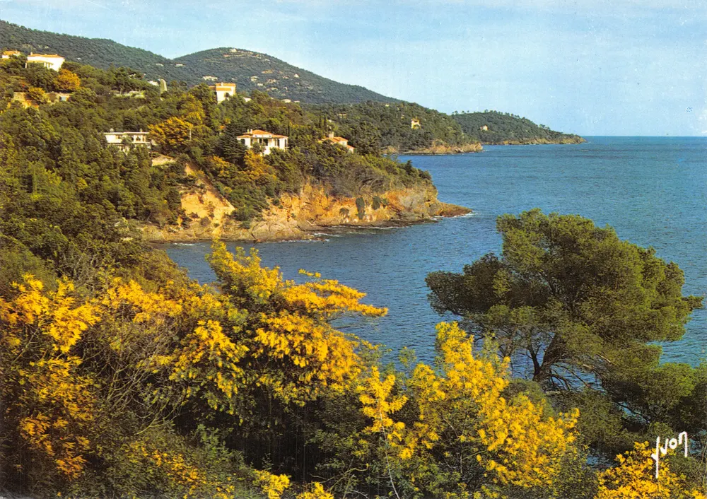 Côte d'Azur — Frühling im Esterel, wo der Mimose blüht — Yvon, Verlag S.P.A.D.E.M. - Vorderseite