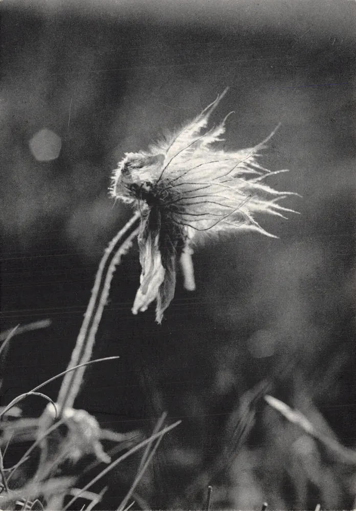 Erschöpfte Blume — Detail eines nackten Blattes — Pierre Huart, Nr. 24 - Vorderseite