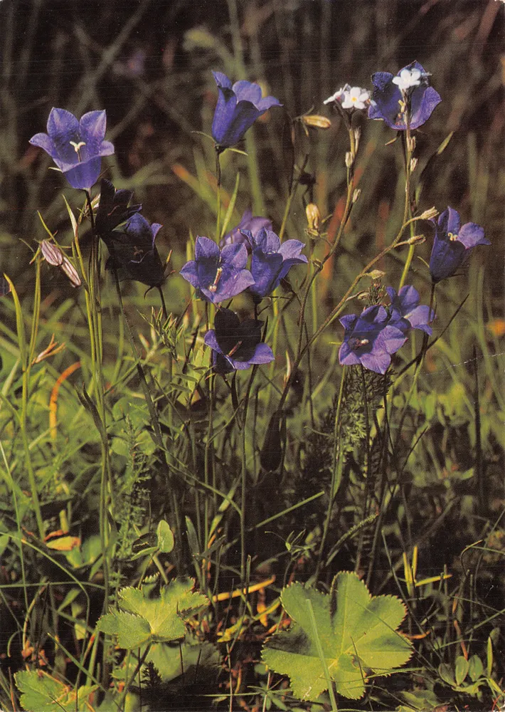 Bellflower of Scheuchzer — blaue Blüten in natürlicher Umgebung — Verlag Engadit Press AG, Nr. 262 - Vorderseite