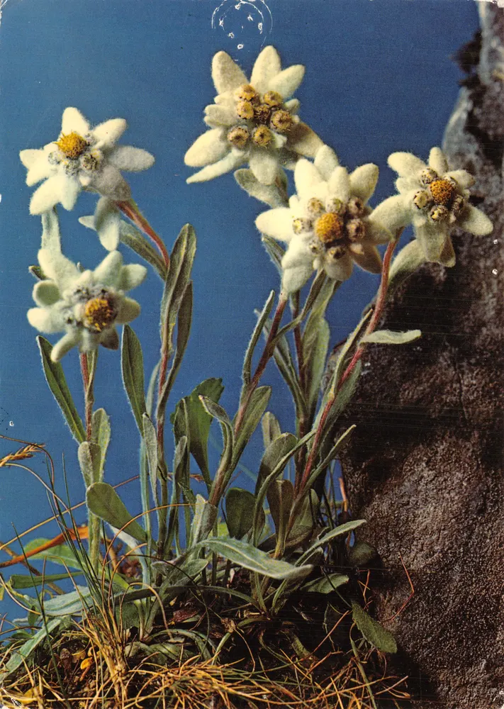 Edelweiss — Stern der Gletscher — Foto von Gyger, n°2/97940 - Vorderseite