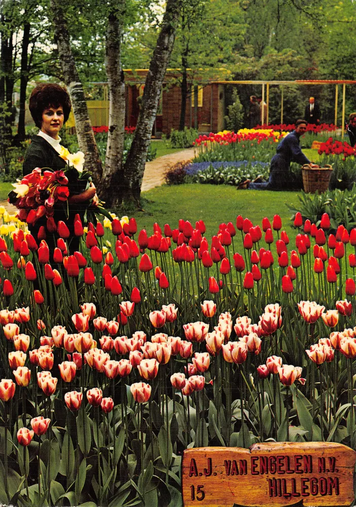 Jardin de tulipes — A.J. VAN ENGELLEN N.V. HILLEGOM, n°15 - Recto