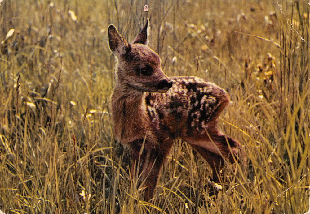 Petit faon — dans les belles herbes — Mexichrome, n°5127 - 앞면