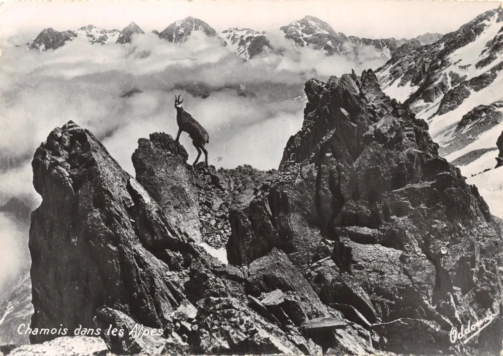 Chamois dans les Alpes — éditeur ODDOUREZ - आगे