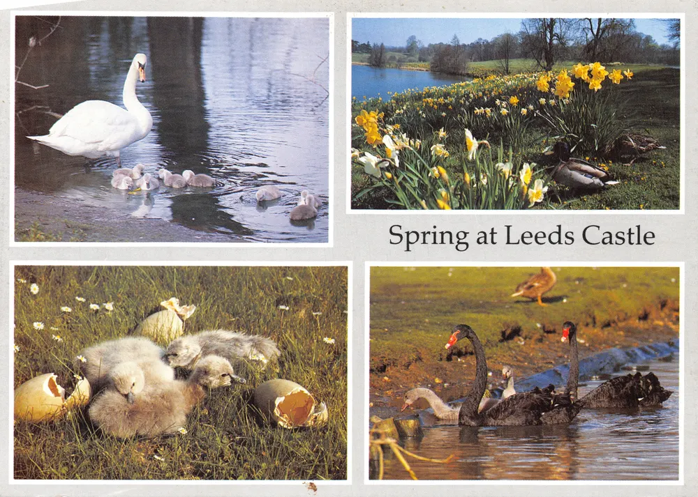 Frühling am Leeds Castle — Szenen mit Schwänen, Enten und Narzissen — Leeds Castle Foundation - Vorderseite