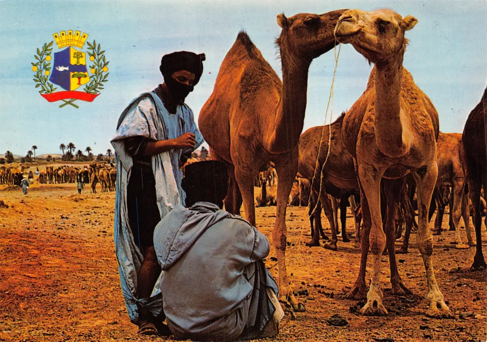 Marché des chameaux — Asir près de Goulimine — Éditeur JEFF - Recto