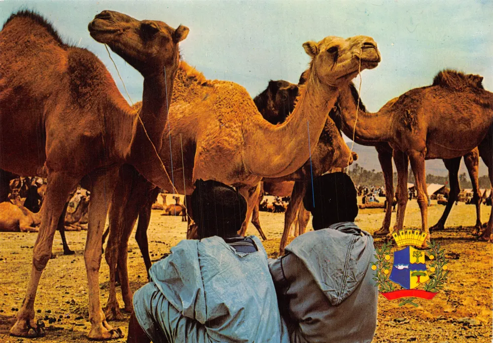 Kamelmarkt — Asrir nahe Goulimine — Verleger JEFF - Vorderseite