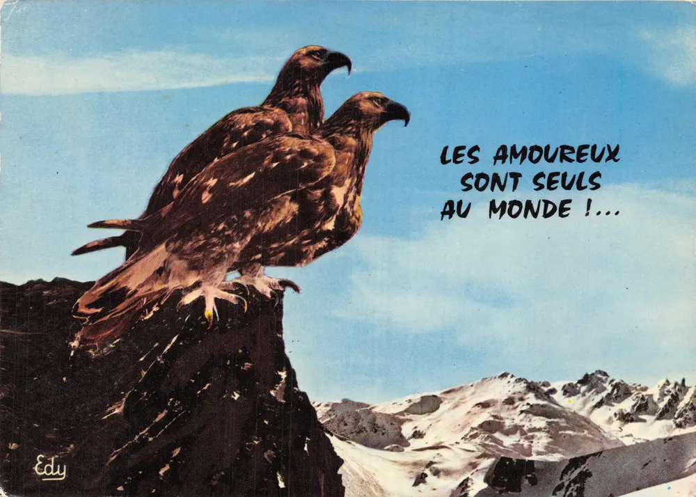 Ein Paar Adler — auf einem schneebedeckten Gipfel — Verlag Edy - Vorderseite