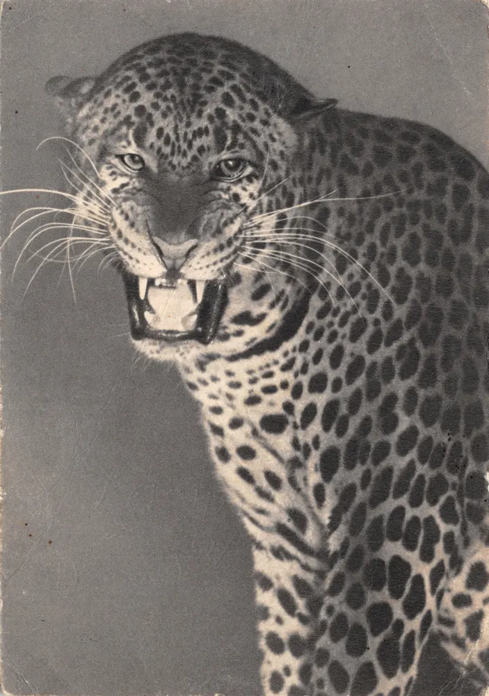 Jaguar — portrait menaçant — éditeur Draeger, n°22 - 앞면