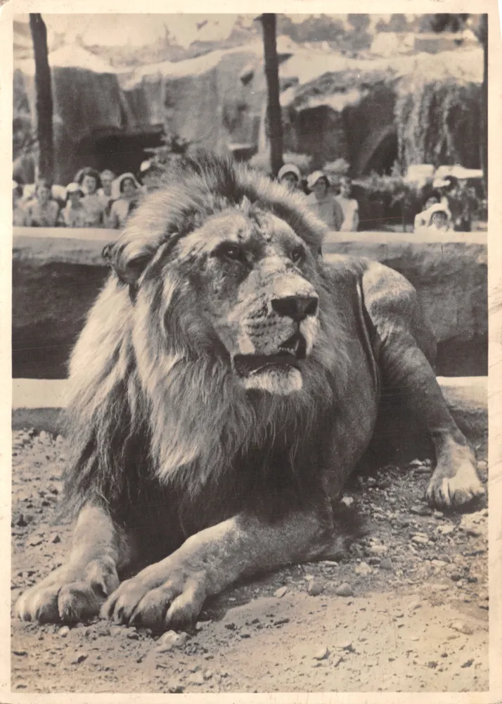 Lion — en enclos avec visiteurs — éditeur non visible - Recto