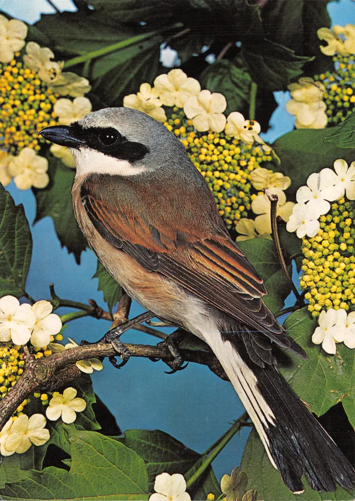 Vogel auf einem Ast — Grünspecht — Korsch Verlag, n°8006 - Vorderseite