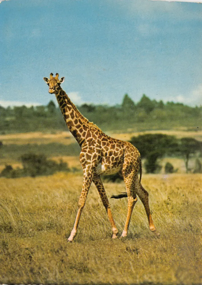 Giraffe — in einem afrikanischen Landschaftsbild — Verlag JUMBO, Serie 3 - Vorderseite