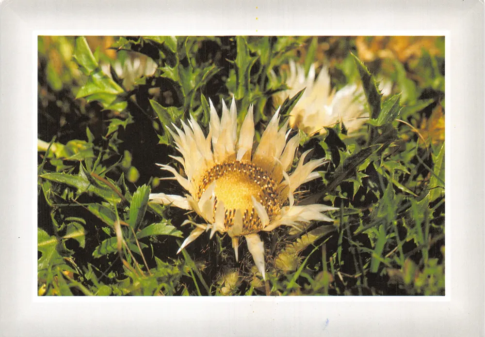 Silberes Distel oder Kurzköpfige Carlina — Editions EDY - CHAMBERY - Vorderseite