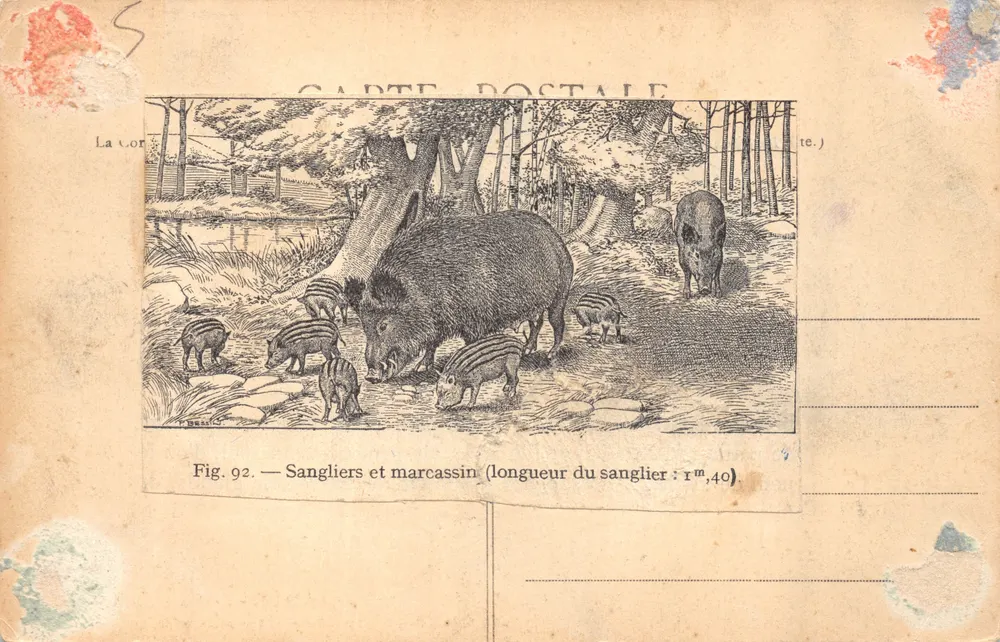 Weißer Bär aus Sibirien — Jardin des Plantes, Paris — J.H. n° 389 - Rückseite