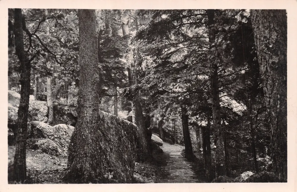 Mont Sainte-Odile — Waldpfad — Félix LUIB, Verleger, Straßburg - Vorderseite