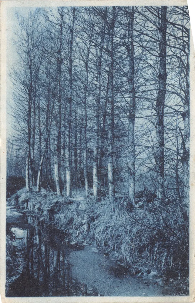 Winterwald — Fluss inmitten nackter Bäume — Verleger nicht sichtbar - Vorderseite