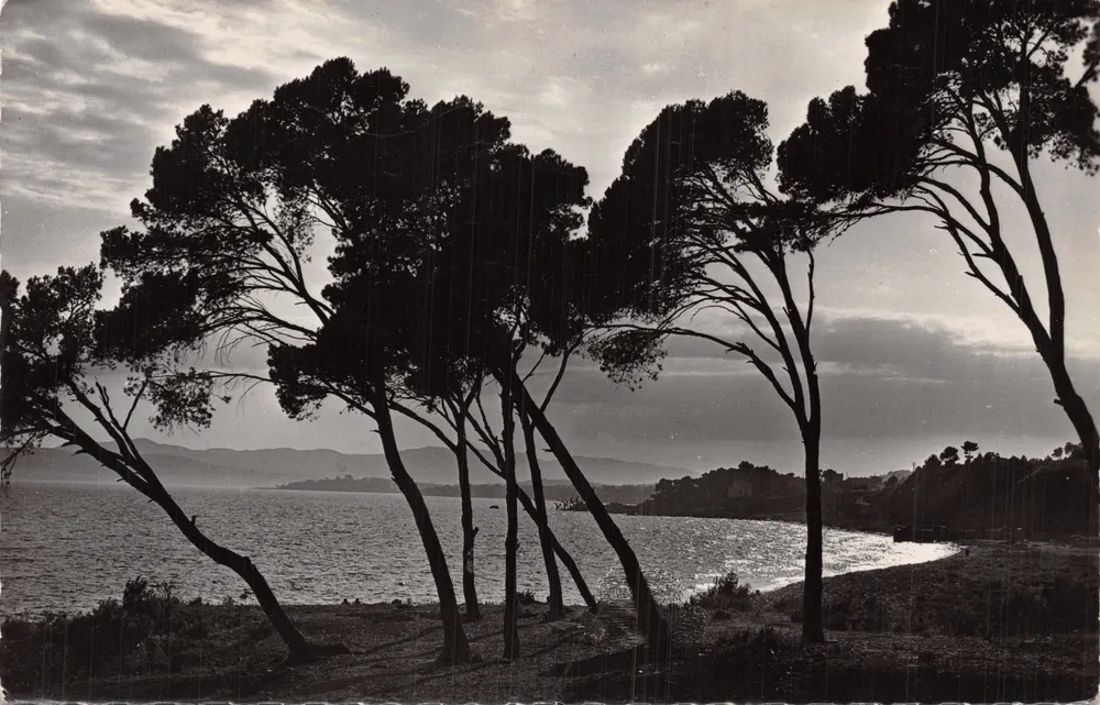 Côte d'Azur — Sonnenuntergang durch die Kiefernwälder — Éditions S.E.P.T. - Reproduction Interdite - Vorderseite