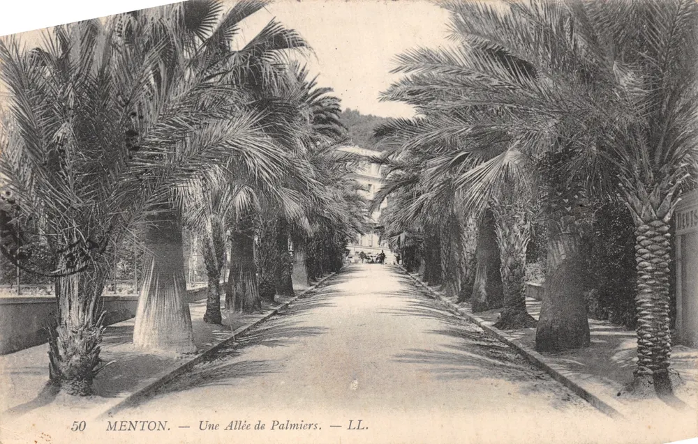 Menton — Une Allée de Palmiers — LL - Recto