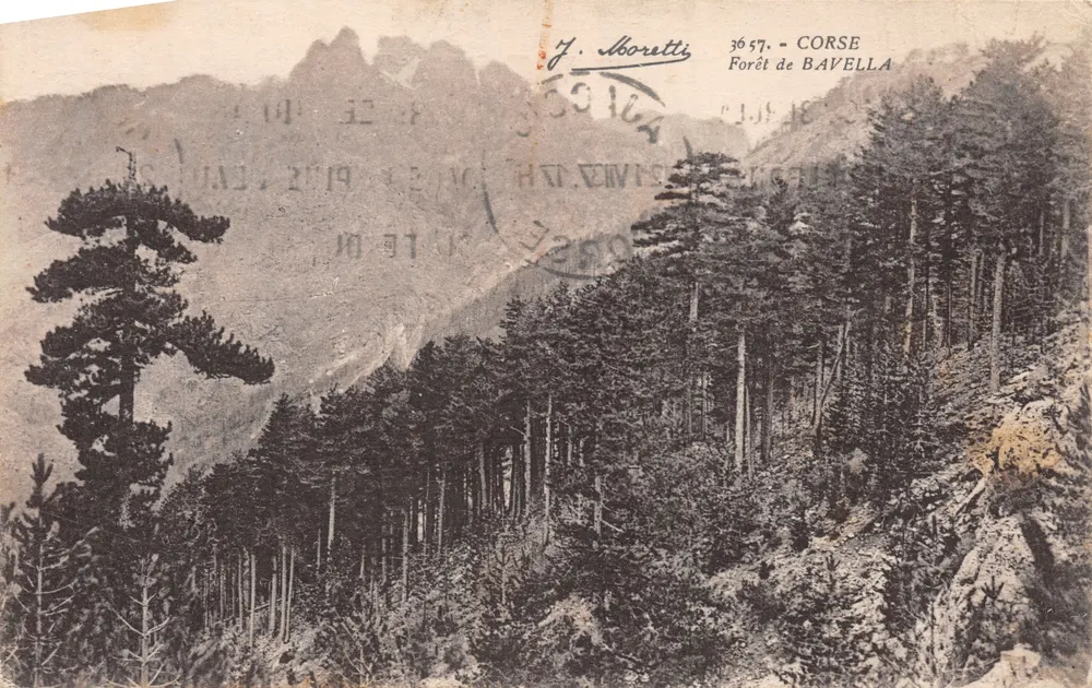 Forêt de Bavella — Corse — éditeur J. Moretti, n° 3657 - Recto