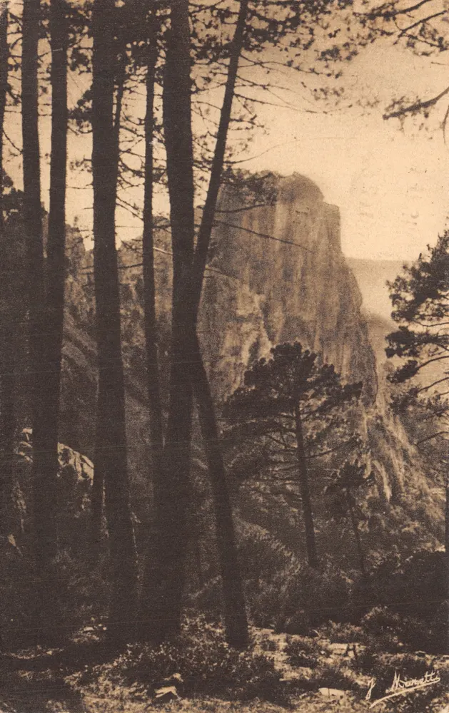 Les Pins — Calanches de Piana (Corse) — Éditeur J. Moretti - Recto