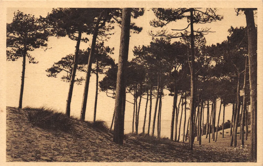 Arcachon (Gironde) — Ansicht des Parc des Abatilles — Éditions d'Art Yvon, Paris - Vorderseite