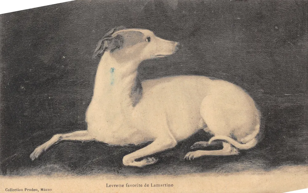 Lieblingshündin Lamartine — Portrait eines weißes Greyhounds — Sammlung Prudon, Mâcon - Vorderseite