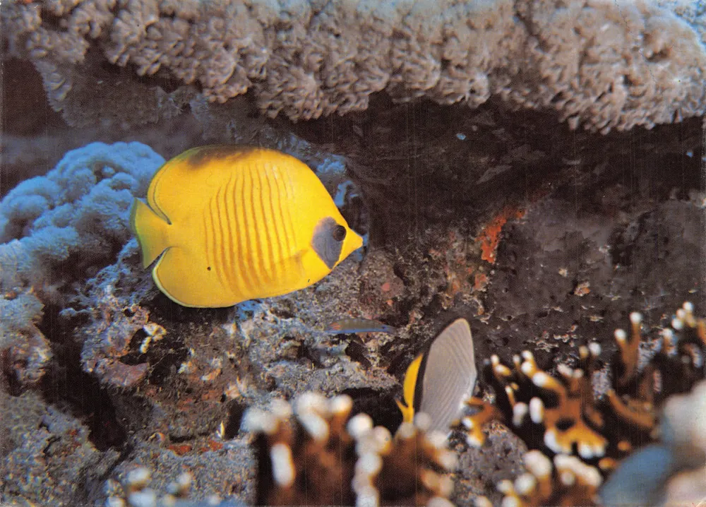 Djibouti — Tropische Unterwasser-Szene — Handelsausstellung Cannes 1979 - Vorderseite