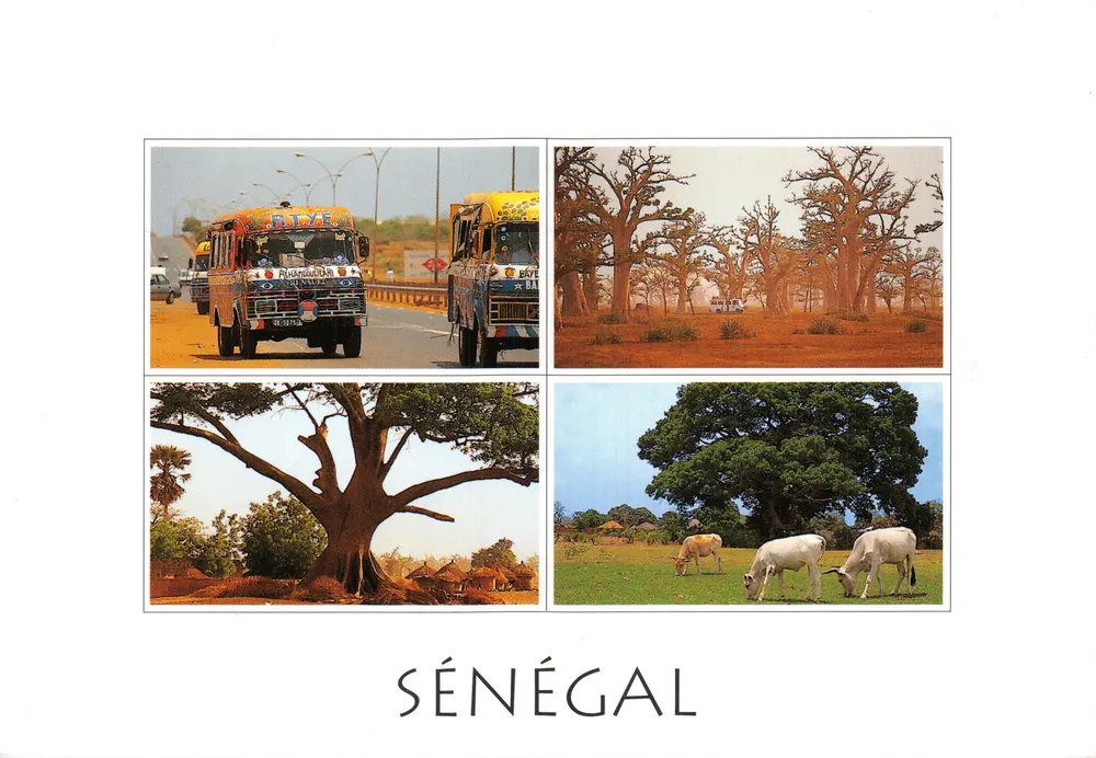Senegal — Straßenszenen, Baobab-Wald, riesenbaum und Kühe — Verleger nicht sichtbar - Vorderseite
