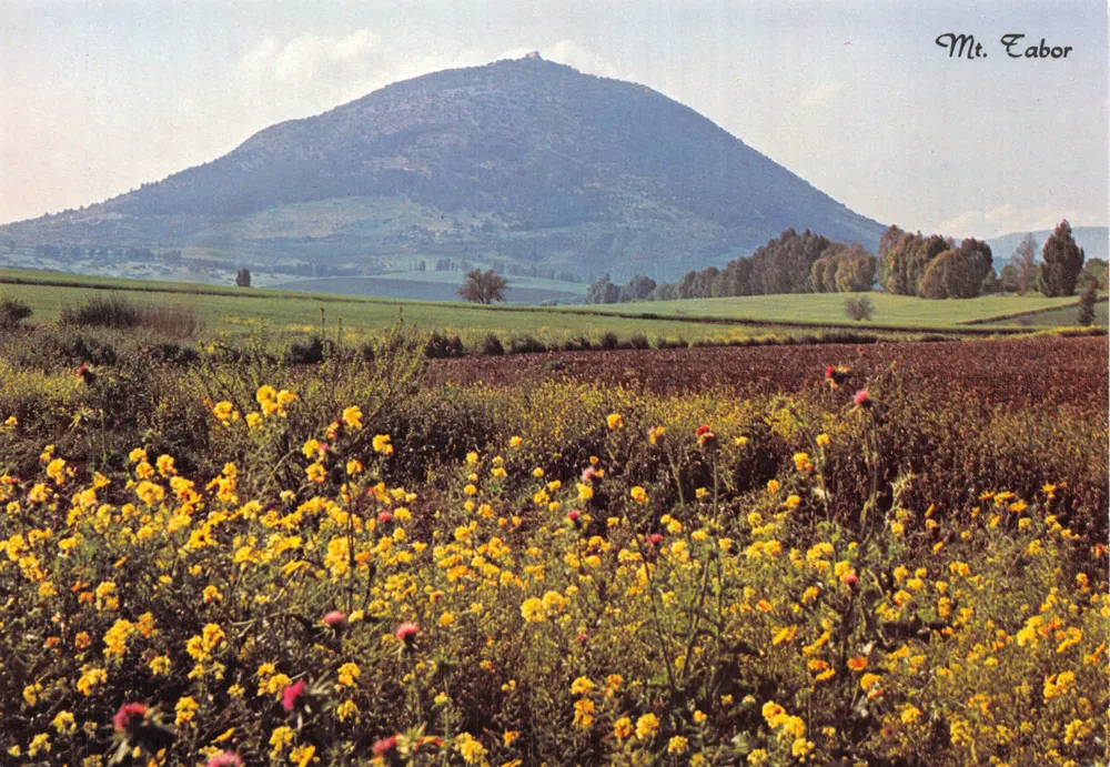 Mont Tabor — Panoramablick mit Blumenfeldern — Verlag PALPHOT, Nr. 3760 - Vorderseite