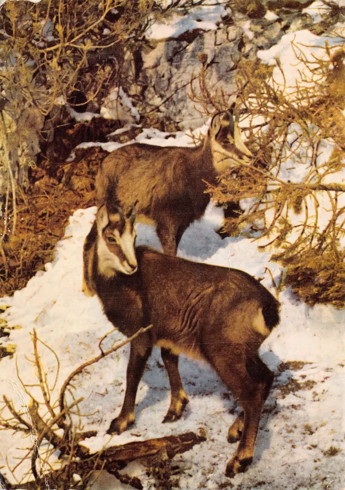 Zwei Alpenhirsche in der Schnee — Heiligenblut-1301m, Verlag H.H. n°8369 - Vorderseite