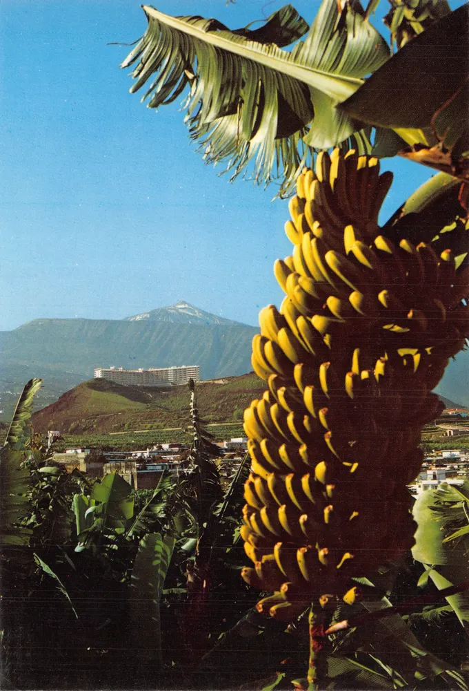 Reife Banane — Ansicht des Mount Teide — Editions Gasteiz, Nr. 1009 - Vorderseite