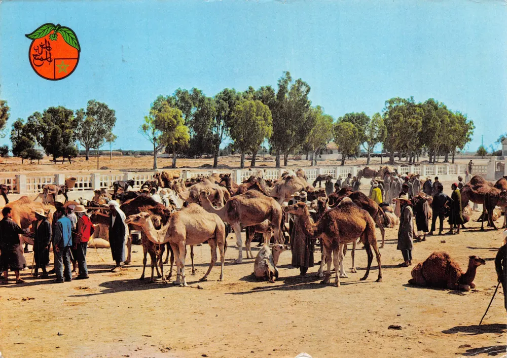 Kamelmarkt — Kamelmarkt in Marrakech — Verlag MAROC PLAISIR - Vorderseite