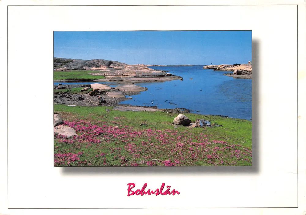 Bohuslän — Küstenlandschaft mit rosa Blumen — CARAFORLAGET AB N KVARNG - Vorderseite