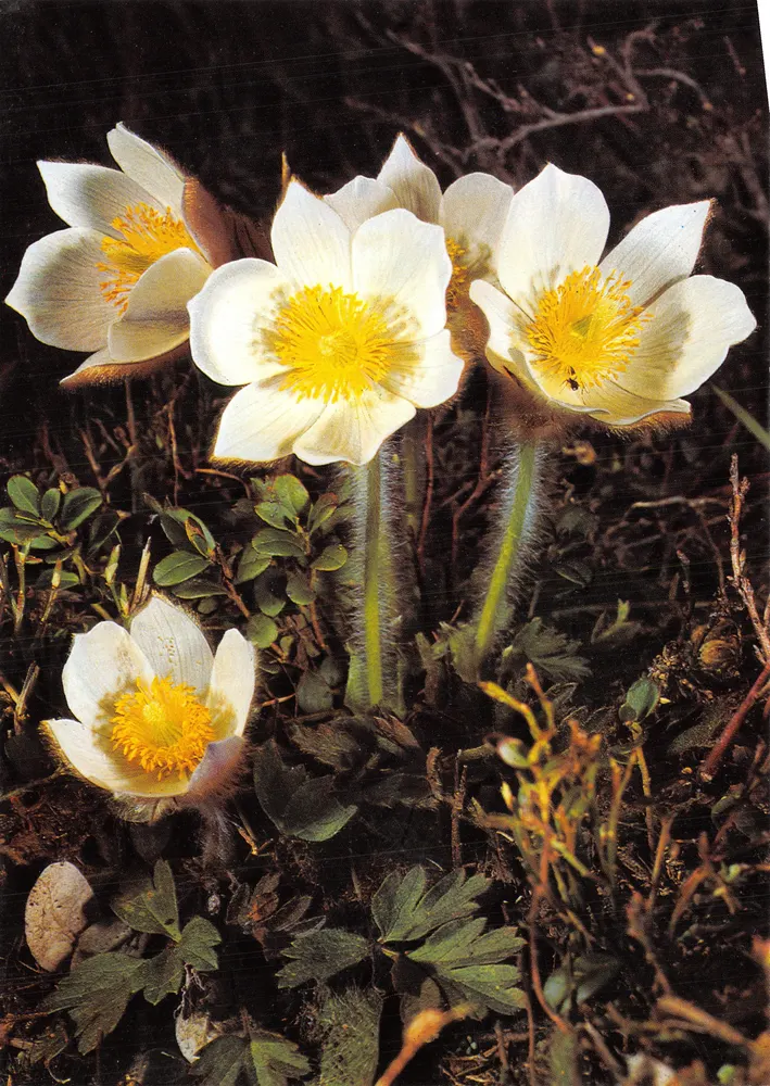 Frühlingseisenkraut — Anemone vernalis L. — Chromolux Press AG, n° 25a - Vorderseite