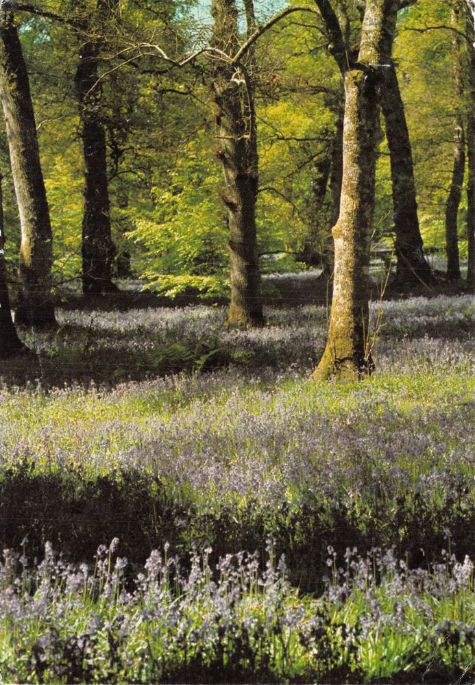 Forêt de chênes — couvert de bleuets — imprimé Studio Leboucq, n° CPS 2050 - आगे