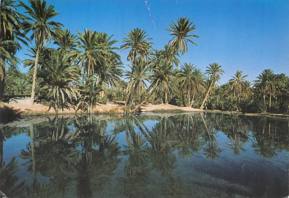 Oasis de Naja — Région Kebili-Douz — Éditions Tanit - Recto